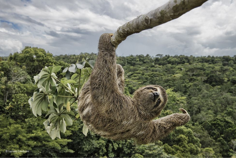 Image: Wildlife Photographer of the Year / Luciano Candisani